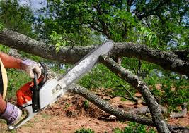 How Our Tree Care Process Works  in  Ragland, AL